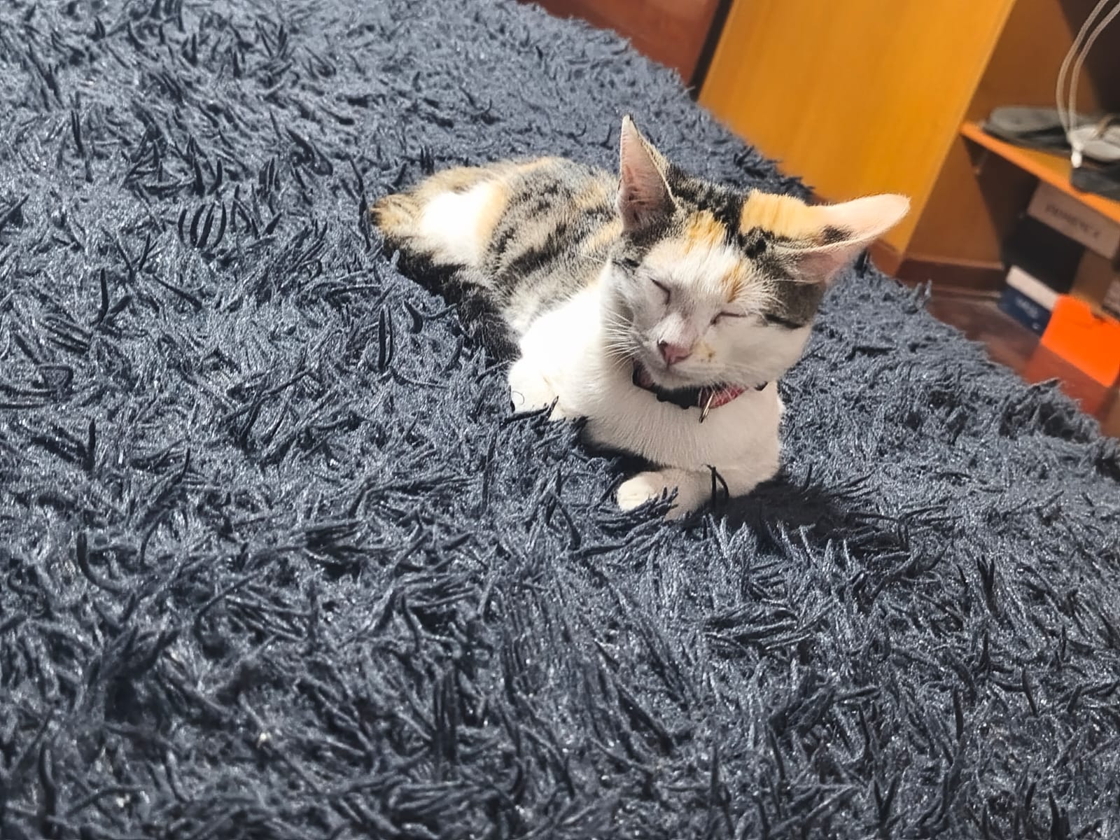 Descripción de la imagen 1